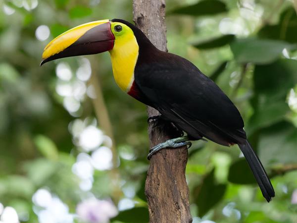 <h3><a href="/trips/costa-rica/biota/animalia/chordata/aves/039 piciformes/005 ramphastidae/ramphastos ambiguus/ramphastos ambiguus-nl.html">Ramphastos&nbsp;ambiguus</a> / Black‑mandibled&nbsp;toucan / Zwartsnaveltoekan</h3>OM-1 Mark II met OLYMPUS M.150-400mm F4.5, 1/2000 sec  bij F4.5, ISO 10000, afstand 7.06&nbsp;m